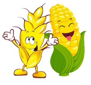 wheat-corn